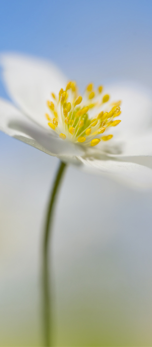Light blue background with an open flower and yellow pistils in the foreground.